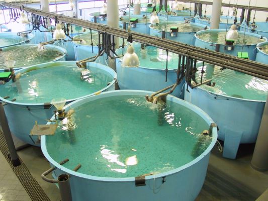 Cơ sở thực tập sản xuất cá giống